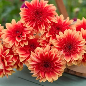 Dahlia Teun (I.) - Dália