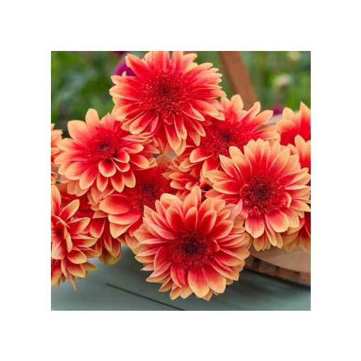 Dahlia Teun (I.) - Dália