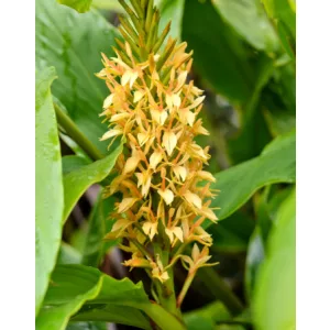 Hedychium Kalimpong (I.) - Gyömbérliliom