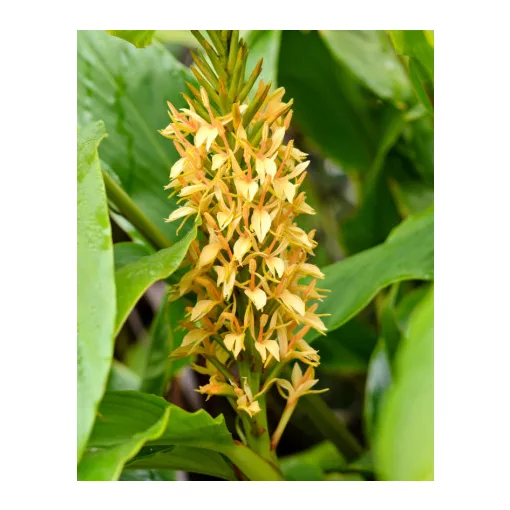 Hedychium Kalimpong (I.) - Gyömbérliliom