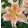 Lilium Apricot Star (14/+) - Liliom