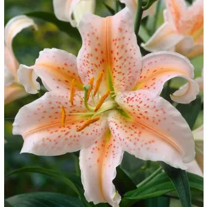 Lilium Apricot Star (14/+) - Liliom