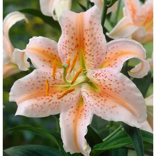 Lilium Apricot Star (14/+) - Liliom