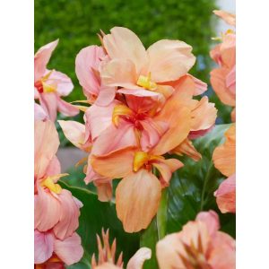 Canna Peach Blush (I.) - Kannavirág