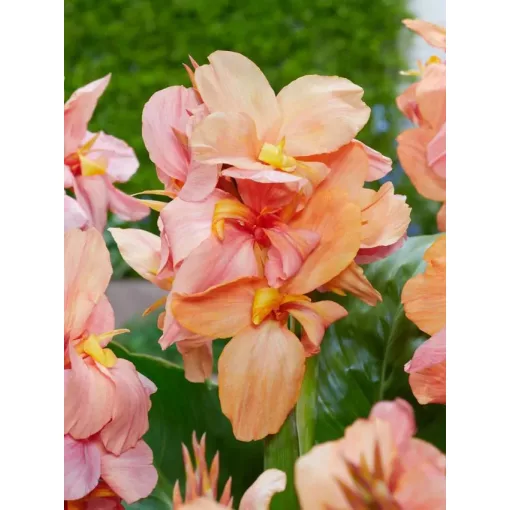 Canna Peach Blush (I.) - Kannavirág