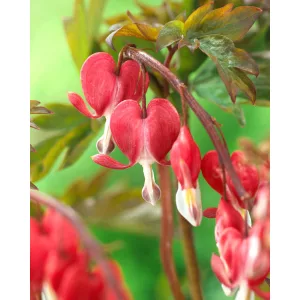 Dicentra spectabilis Valentine (I.) - Piros szívvirág
