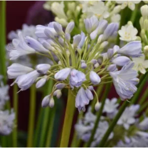 Agapanthus Blue Sky (I.) - Szerelemvirág