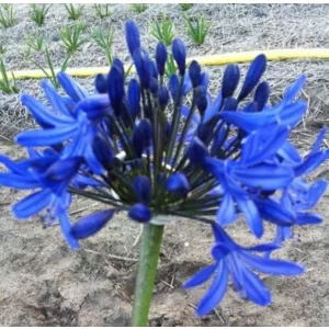 Agapanthus Columba (I.) - Szerelemvirág