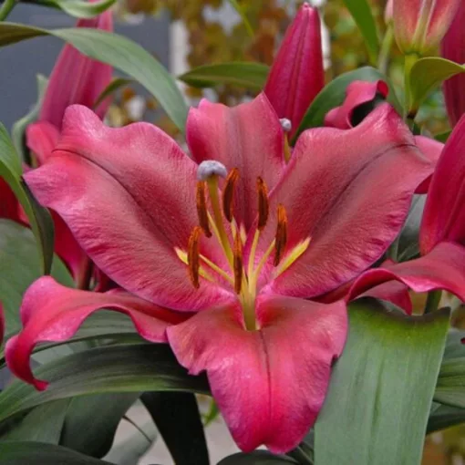 Lilium ALTESINO (14/+) - Liliom