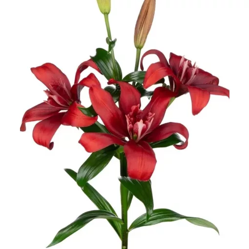Lilium MATCHMAKER (14/+) - Liliom