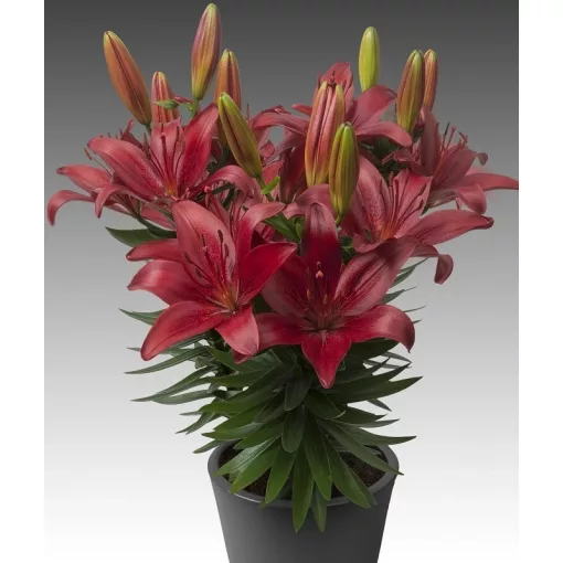 Lilium RED MATRIX (14/+) - Liliom