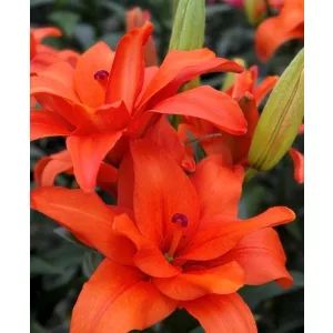 Lilium STELLA HALFTIME (14/+) - Liliom