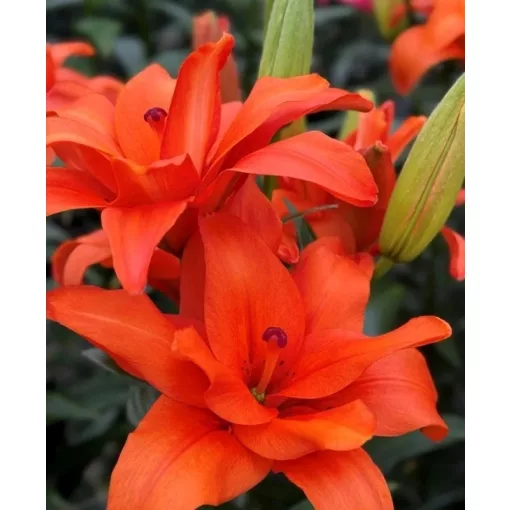 Lilium STELLA HALFTIME (14/+) - Liliom