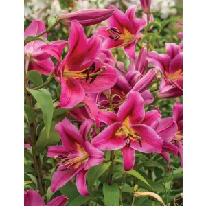 Lilium STRONG LOVE (14/+) - Liliom