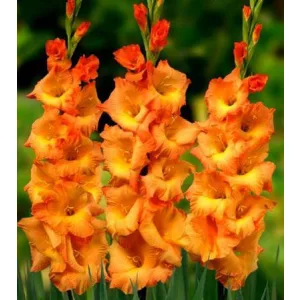 Gladiolus LIVE OAK (12/+) - Kardvirág