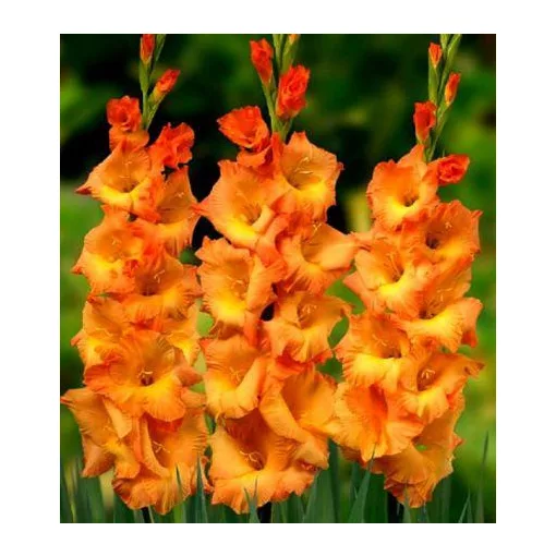 Gladiolus LIVE OAK (12/+) - Kardvirág