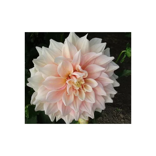 Dahlia BREAK OUT (I.) - Dália