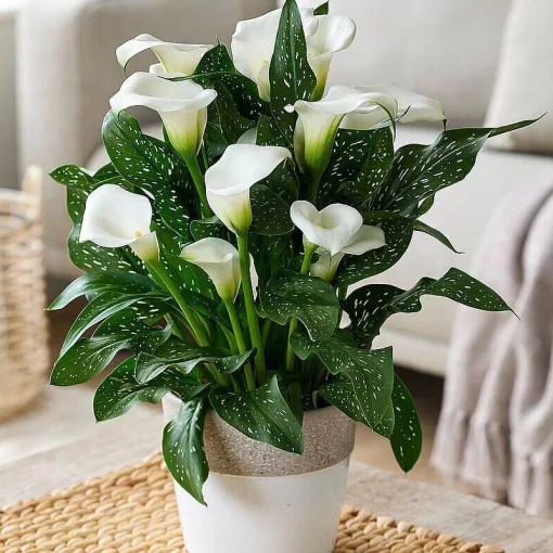 Zantedeschia CAPTAIN BELUGA (10/+) - Kála