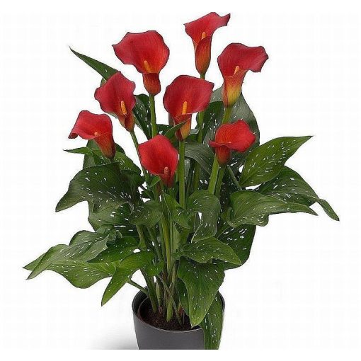 Zantedeschia BLOODY MARY (10/+) - Kála