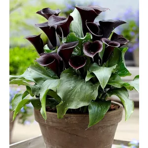 Zantedeschia CAPTAIN BERETTA (10/+) - Kála