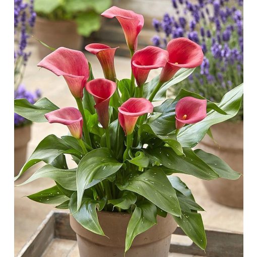 Zantedeschia CAPTAIN HOLLYWOOD (10/+) - Kála