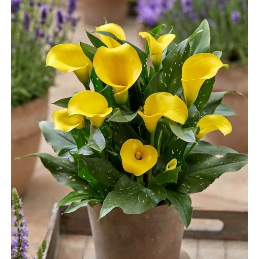 Zantedeschia CAPTAIN RAVELLO (10/+) - Kála