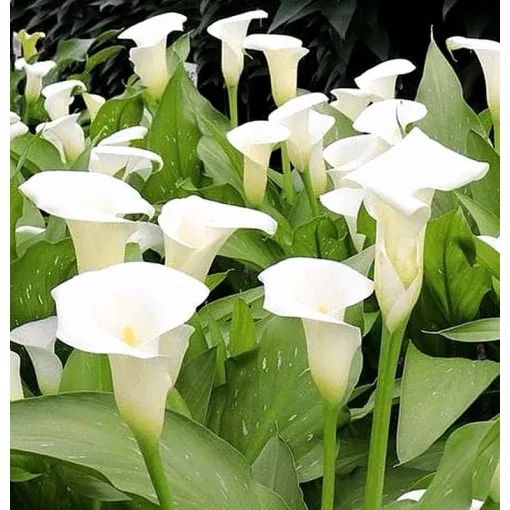 Zantedeschia IVORY ART (10/+) - Kála