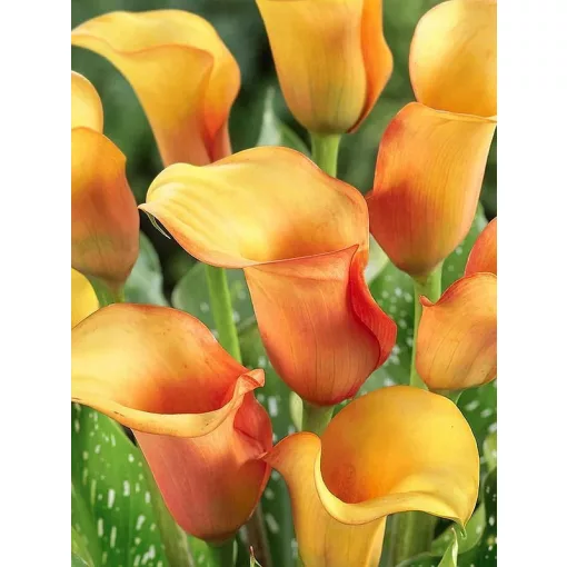 Zantedeschia LADY MARMELADE (10/+) - Kála