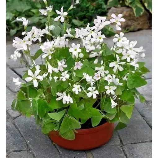 Oxalis triangularis BIRGIT (I.) - Háromszöglevelű madársóska