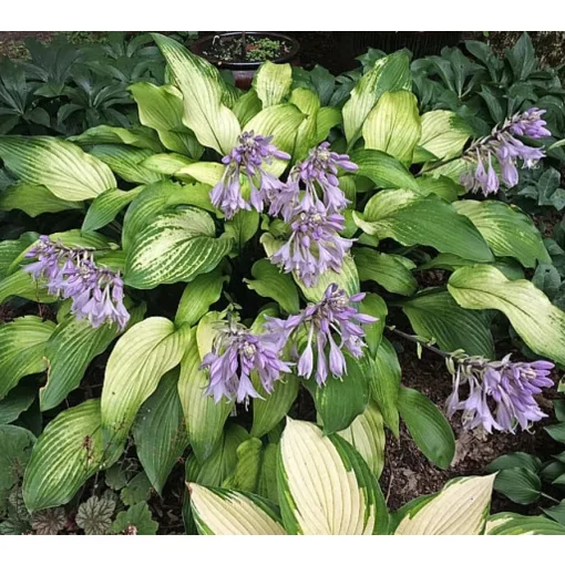 Hosta FUNKY MONKEY (I.) - Árnyékliliom