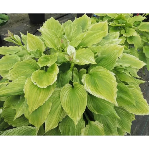 Hosta LEMON FEATHERS (I.) - Árnyékliliom