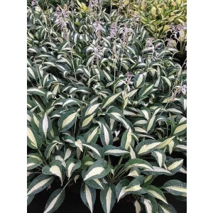 Hosta PIN-UP (I.) - Árnyékliliom