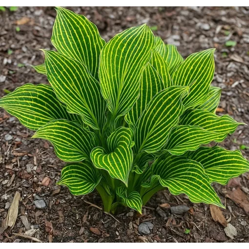 Hosta SIBERIAN TIGER (I.) - Árnyékliliom