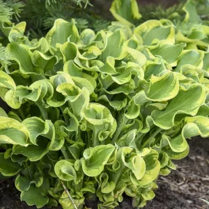 Hosta WHEE (I.) - Árnyékliliom