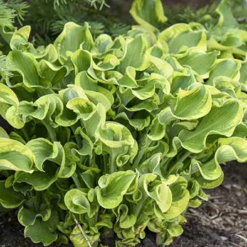 Hosta WHEE (I.) - Árnyékliliom