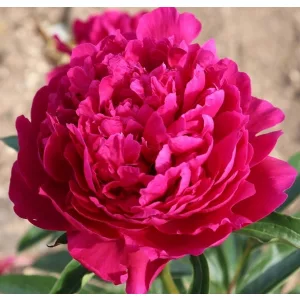 Paeonia AVIS VARNER (I.) - Bazsarózsa