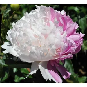 Paeonia MR. ED (I.) - Bazsarózsa