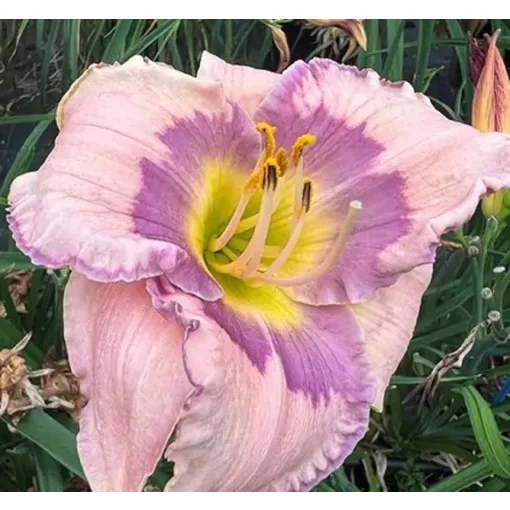 Hemerocallis AMETHYST KISS (I.) - Sásliliom