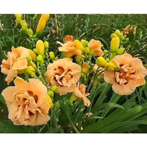 Hemerocallis APRICOT BLISS (I.) - Sásliliom