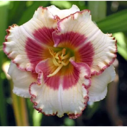 Hemerocallis BE MY GIRL (I.) - Sásliliom