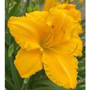 Hemerocallis BLOMFINITY AUREATE (I.) - Sásliliom