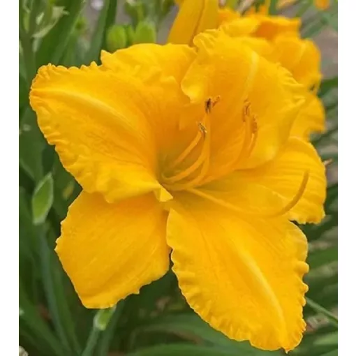 Hemerocallis BLOMFINITY AUREATE (I.) - Sásliliom