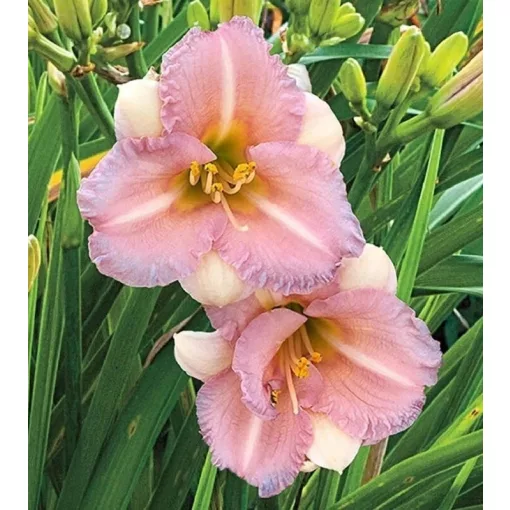 Hemerocallis BLOMFINITY BLUSHING BLUEBELL (I.) - Sásliliom