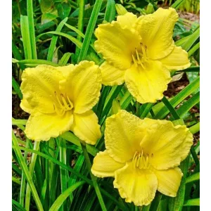 Hemerocallis BLOMFINITY SUNNYVALE (I.) - Sásliliom