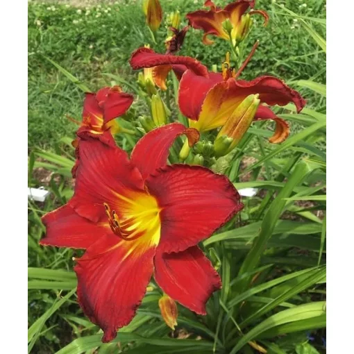 Hemerocallis BLOMFINITY UNSTOPPABLE RED (I.) - Sásliliom