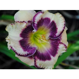 Hemerocallis CRYSTAL PINOT (I.) - Sásliliom