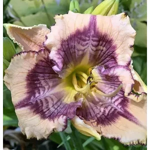 Hemerocallis DESIGN SPIDER (I.) - Sásliliom