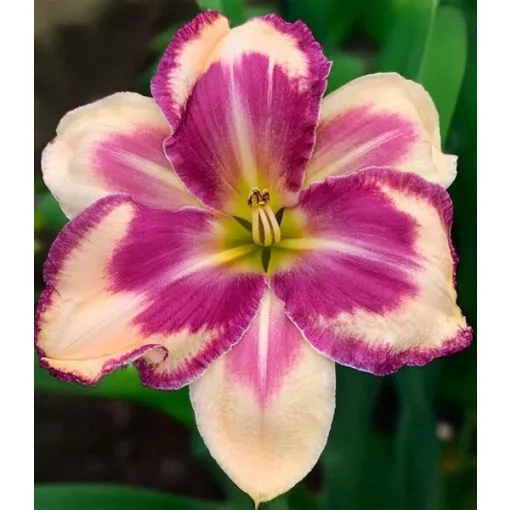Hemerocallis FLOWER FESTIVAL (I.) - Sásliliom