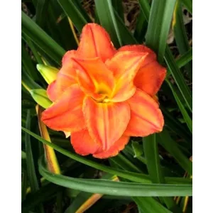 Hemerocallis HIGH STREET (I.) - Sásliliom