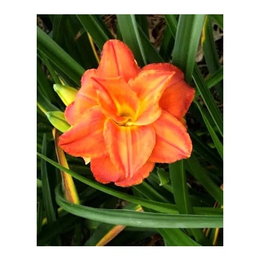 Hemerocallis HIGH STREET (I.) - Sásliliom